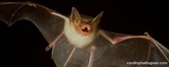 蝙蝠为什么只在夜间出来觅食