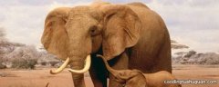 大象用什么标记自己的领土