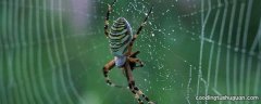 蜘蛛如何判断结网的地方可以捕获食物