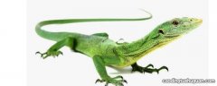 为什么蜥蜴有绿色的皮其他动物却没有