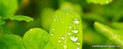 为什么植物叶绿体大多数放射绿光