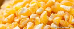 玉米菲丁是什么东西
