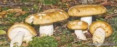 黄蘑菇有毒吗