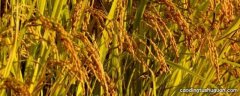 水稻分蘖盛期是百分之五十吗