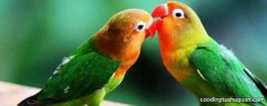 牡丹鹦鹉为什么爱情鸟