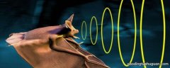 为什么蝙蝠用超声波定位而不用次声波