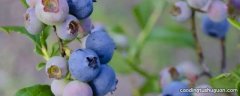 云南蓝莓和四川蓝莓有什么区别