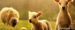 羊城暗哨代表什么动物