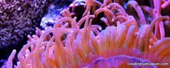 软体珊瑚喜欢什么造浪模式