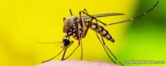 蚊子蟑螂是鬼吗