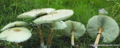 蘑菇发绿是什么原因