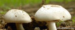 蘑菇是生产者吗