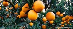 石门柑橘为什么是柑橘之乡