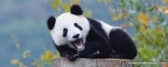熊猫的寿命最长多少年