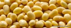 黄豆要泡多久才能做豆浆