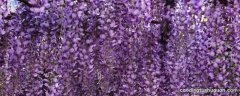 紫藤萝在花店里有卖吗