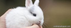 小白兔用什么辨别气味