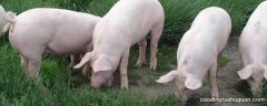 猪是用什么来辨别味道的