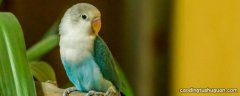 绿桃牡丹鹦鹉和什么一起养