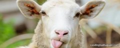 一万吨羊肉需要多少只羊