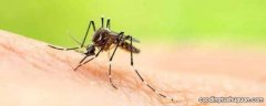 蚊虫喷雾剂对人体有什么伤害
