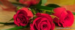 10朵红玫瑰花叫什么名字