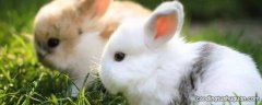 小兔子是用什么辨别味道