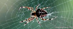 蜘蛛织网的原理