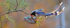 蓝桉树上的鸟叫什么