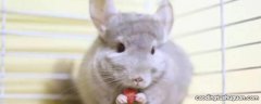 龙猫能吃红薯茎叶吗