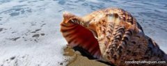 大海螺蒸多长时间就熟了