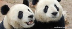 大熊猫的爱好有哪些