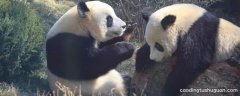 大熊猫除了竹子还喜欢吃什么
