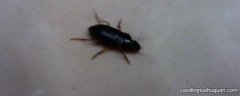 家里有蟑螂是什么原因造成的