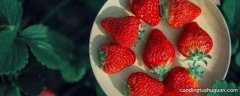 草莓不甜怎么处理