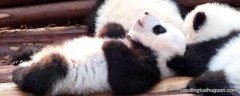 熊猫的特征和特点是什么