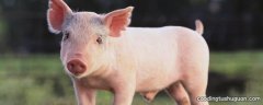 尾粉在猪的饲养标准
