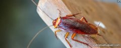 蟑螂怕洗衣粉是真的吗