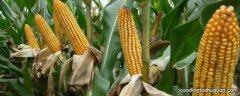 种玉米化肥为什么用285